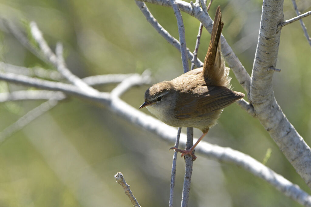 Cetti's Warbler, identification