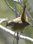 Cetti's Warbler