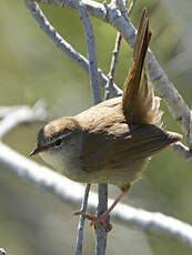 Bouscarle de Cetti