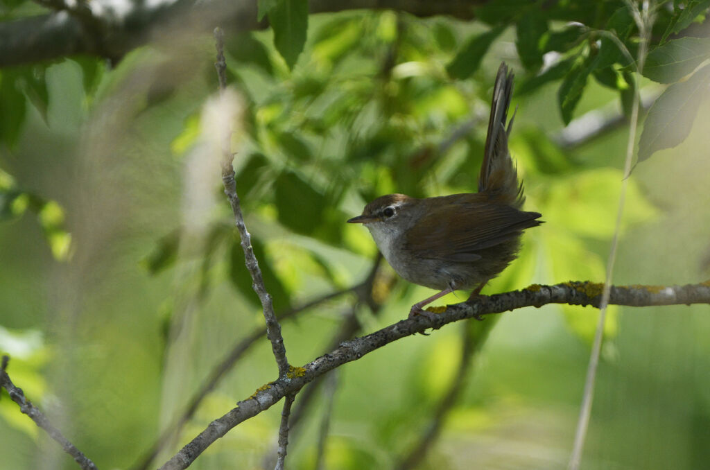 Cetti's Warbler, identification