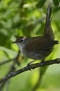 Cetti's Warbler