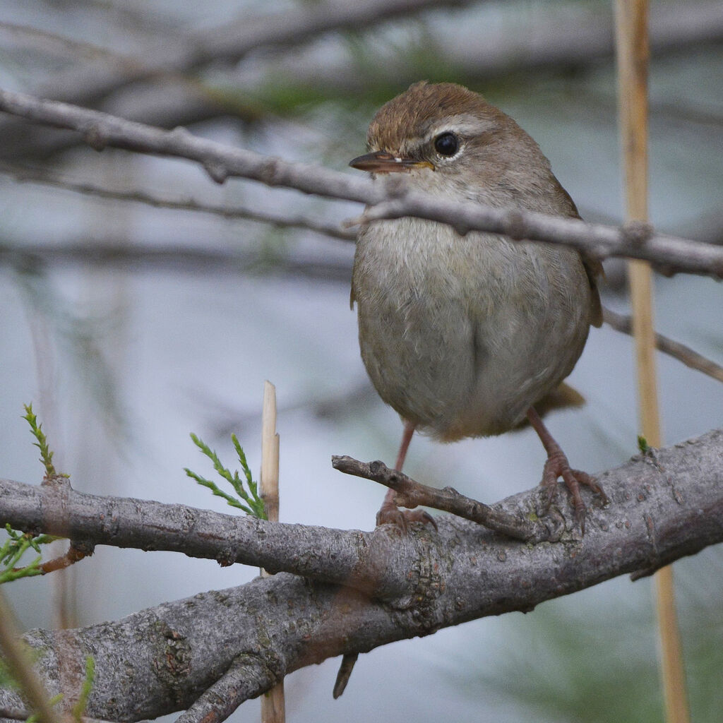 Cetti's Warbler