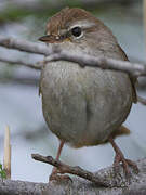 Cetti's Warbler