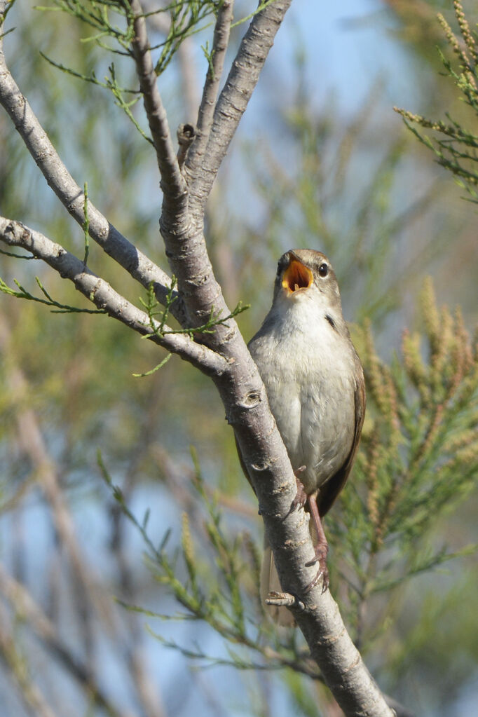 Cetti's Warbler