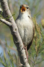 Bouscarle de Cetti