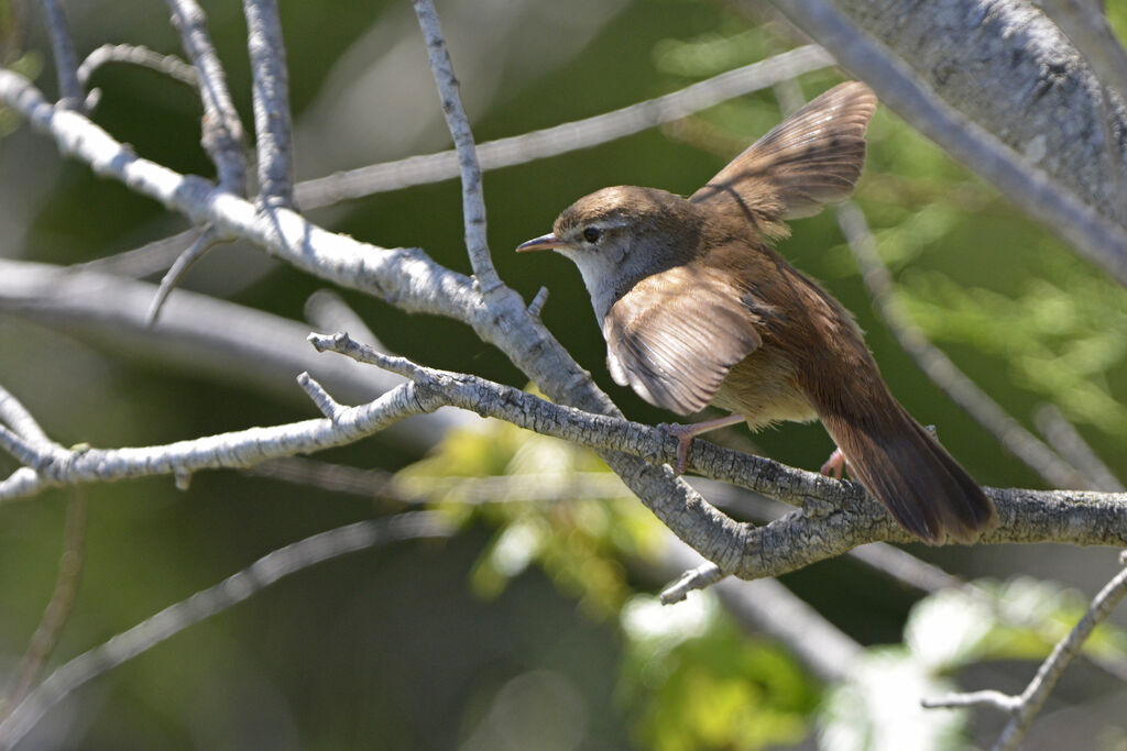 Cetti's Warbler