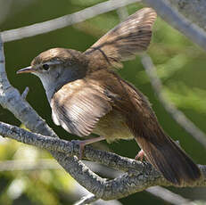 Bouscarle de Cetti