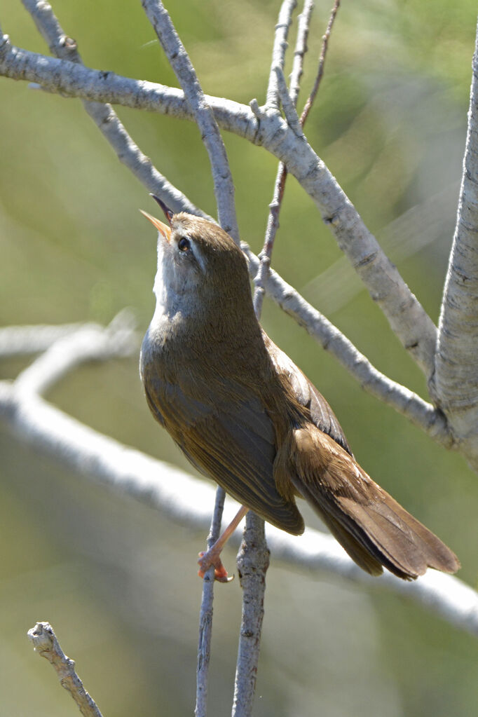 Cetti's Warbler