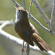 Cetti's Warbler