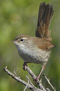 Cetti's Warbler