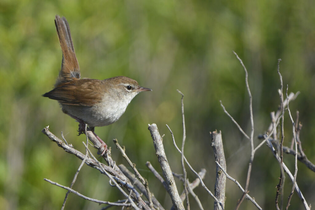 Cetti's Warbleradult, identification