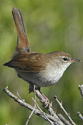 Cetti's Warbler