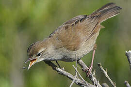 Cetti's Warbler