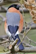 Eurasian Bullfinch