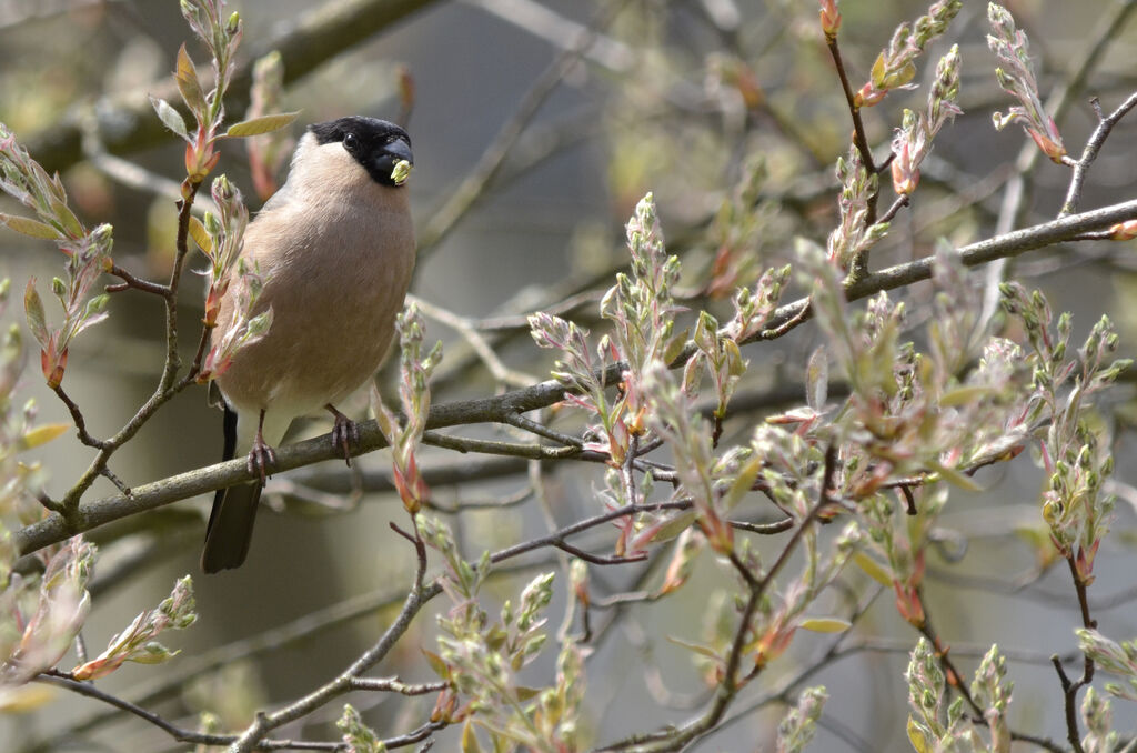 Eurasian Bullfinch female adult, feeding habits