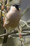 Eurasian Bullfinch