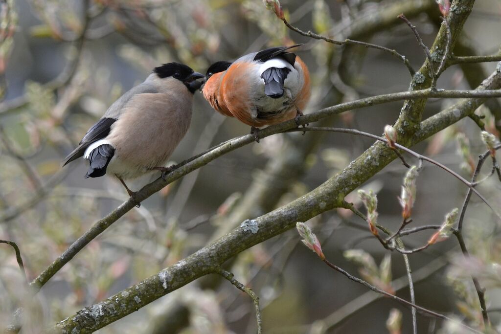 Eurasian Bullfinch adult, Behaviour