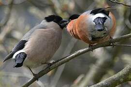 Eurasian Bullfinch