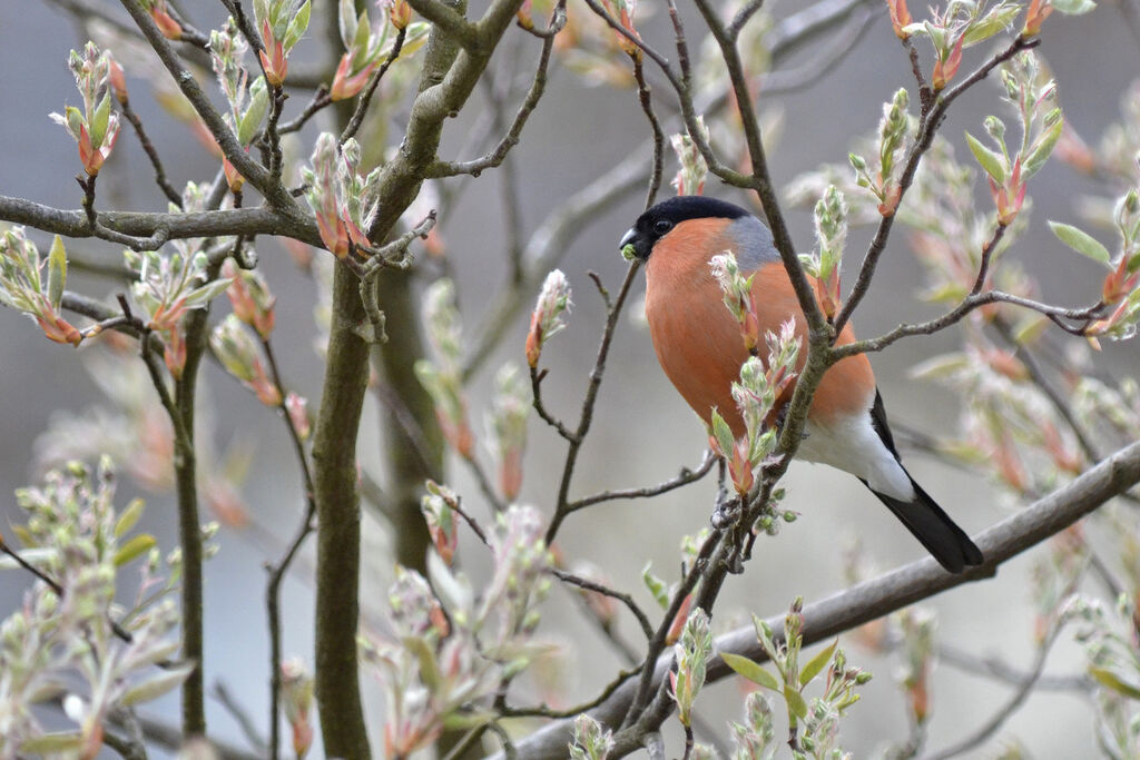 Eurasian Bullfinch male adult, feeding habits