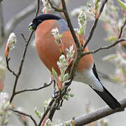 Eurasian Bullfinch