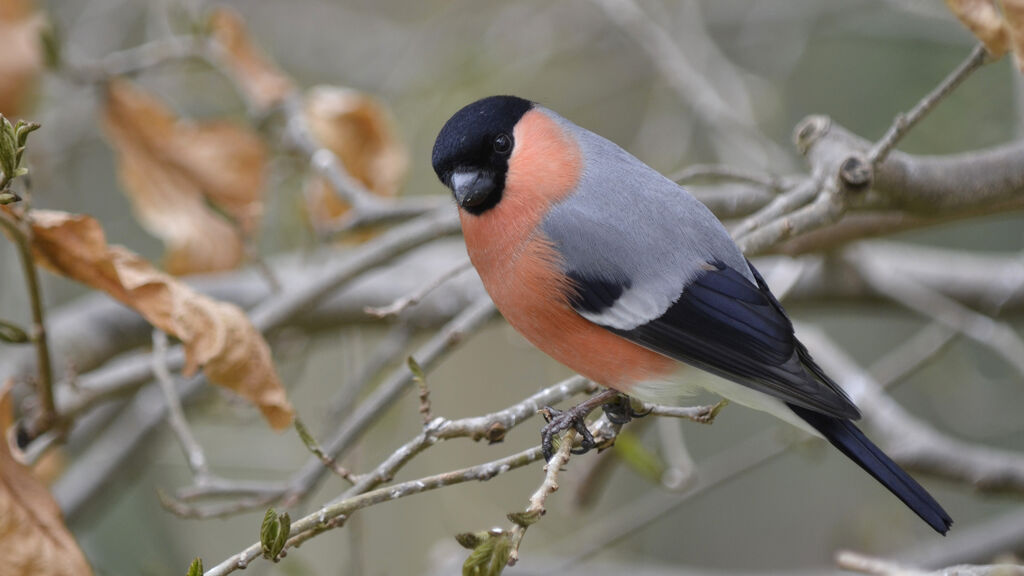 Eurasian Bullfinch male adult, identification