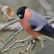 Eurasian Bullfinch