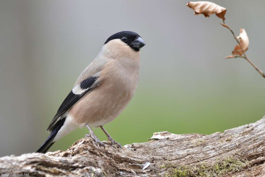 Eurasian Bullfinch female adult, pigmentation