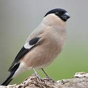 Eurasian Bullfinch