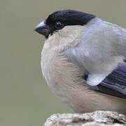 Eurasian Bullfinch