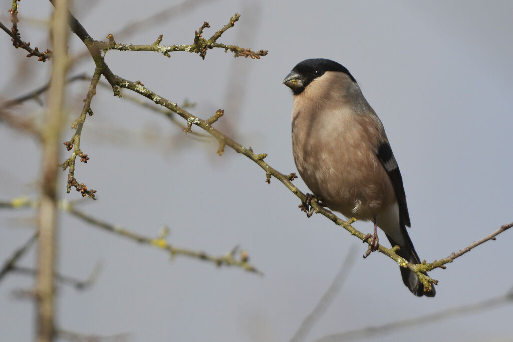 Eurasian Bullfinch female adult, feeding habits