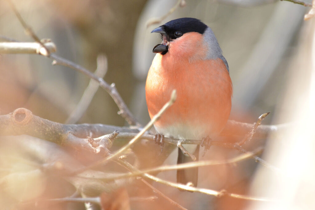 Eurasian Bullfinch male adult, identification