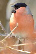 Eurasian Bullfinch