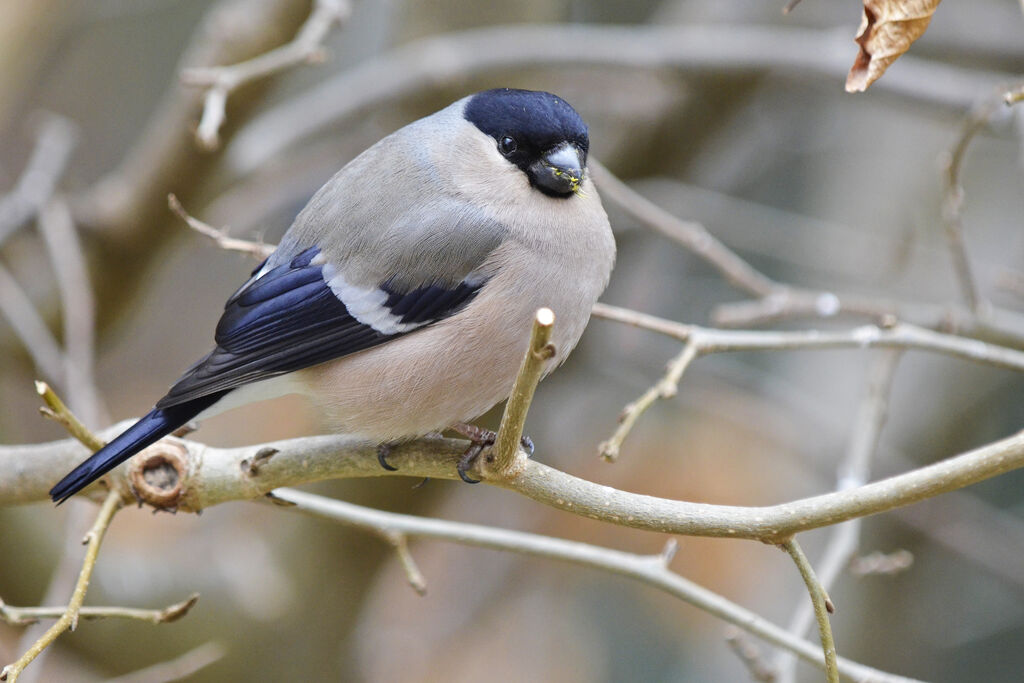 Eurasian Bullfinch female adult, identification