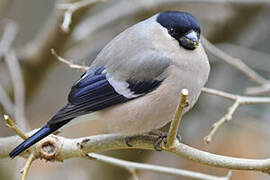 Eurasian Bullfinch