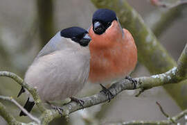 Eurasian Bullfinch