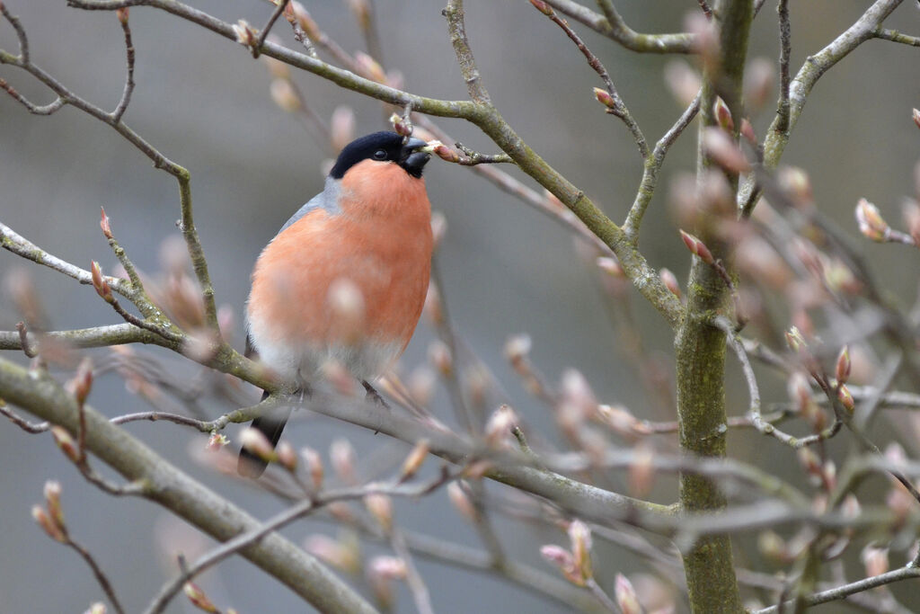 Eurasian Bullfinch male adult, feeding habits