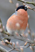 Eurasian Bullfinch