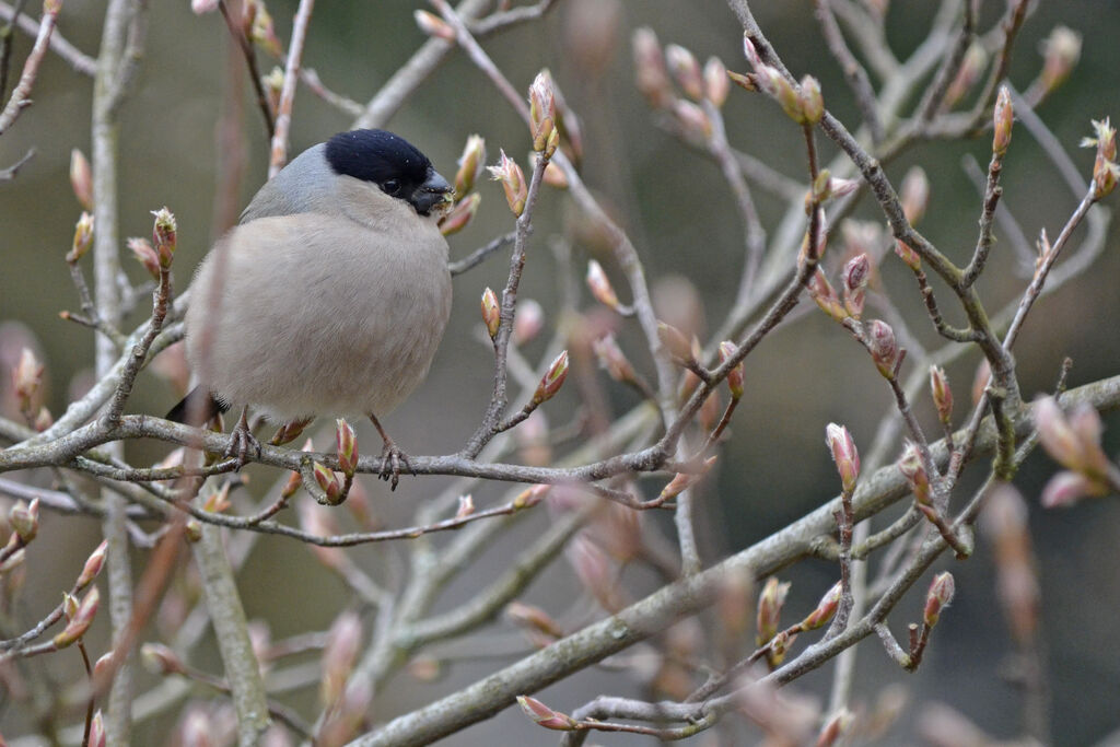 Eurasian Bullfinch female adult, feeding habits