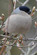 Eurasian Bullfinch