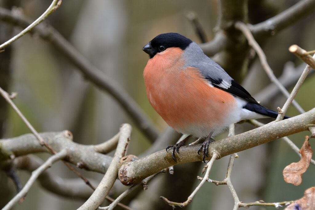 Eurasian Bullfinch male adult, identification