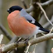 Eurasian Bullfinch