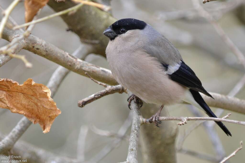 Eurasian Bullfinch female adult, identification