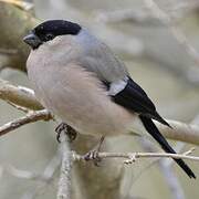 Eurasian Bullfinch