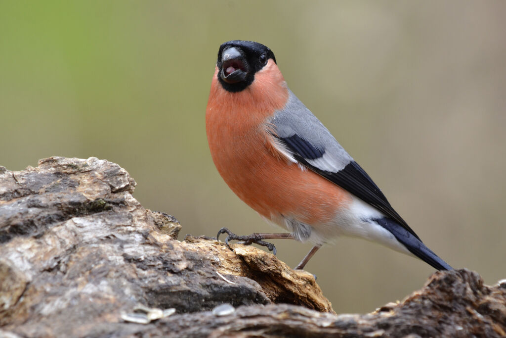 Eurasian Bullfinch male adult, identification