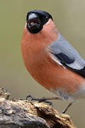 Eurasian Bullfinch