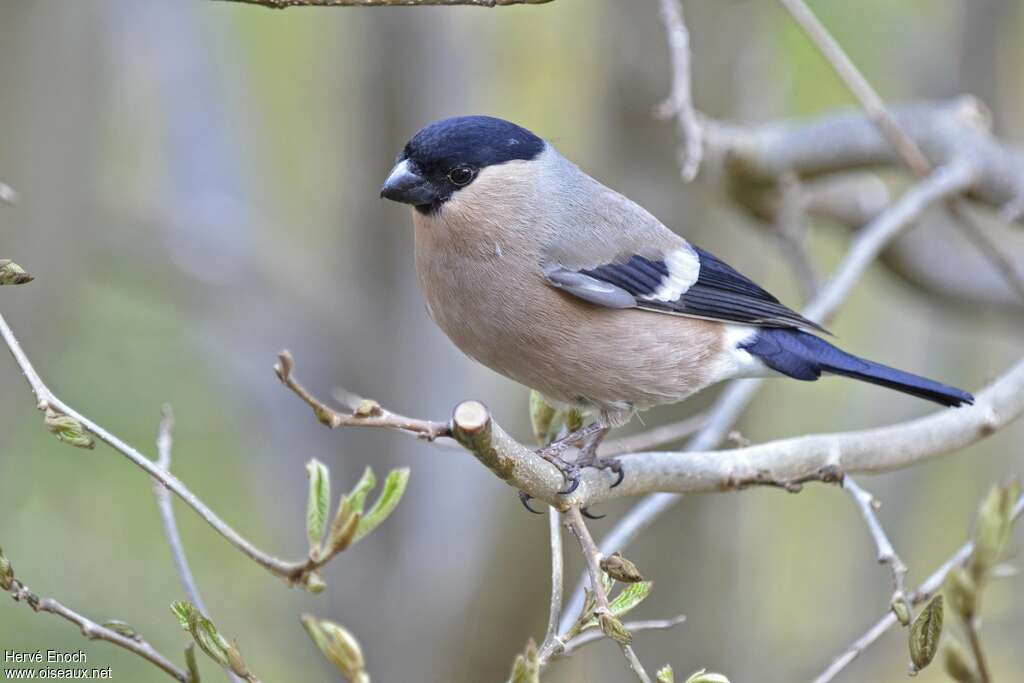 Eurasian Bullfinch female adult, identification