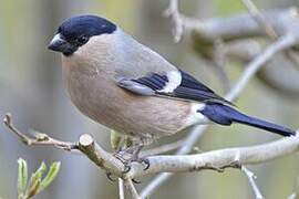 Eurasian Bullfinch