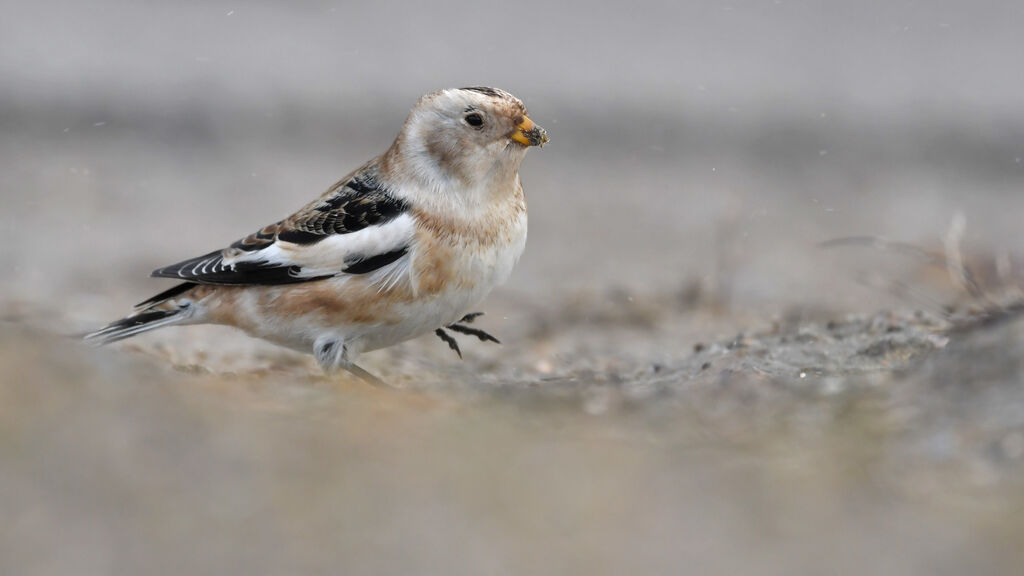 Snow Bunting male adult post breeding, identification