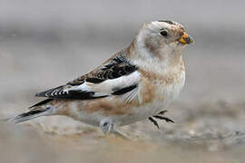 Snow Bunting