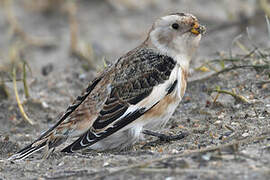 Snow Bunting